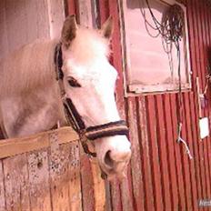 Anden særlig race Mona *gammel part*