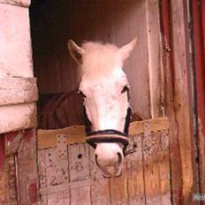 Anden særlig race Mona *gammel part*