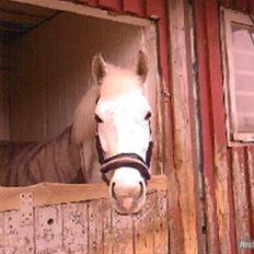 Anden særlig race Mona *gammel part*