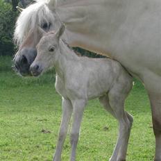 Fjordhest Glittra Gudenå