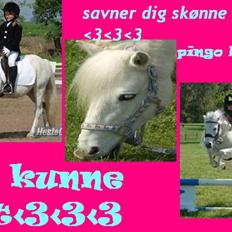 Welsh Pony (sec B) Pingo>R.I.P<savner dig †