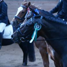 New Forest Hendrik <3