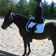 New Forest Hendrik <3