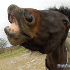 New Forest Hendrik <3