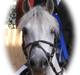 Welsh Pony (sec B) Lindveds Hesper