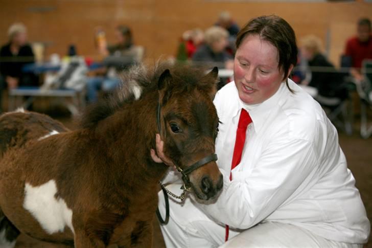 Shetlænder Ejstrups Annimace - søde anni Foto kirsten Ellebæk billede 3