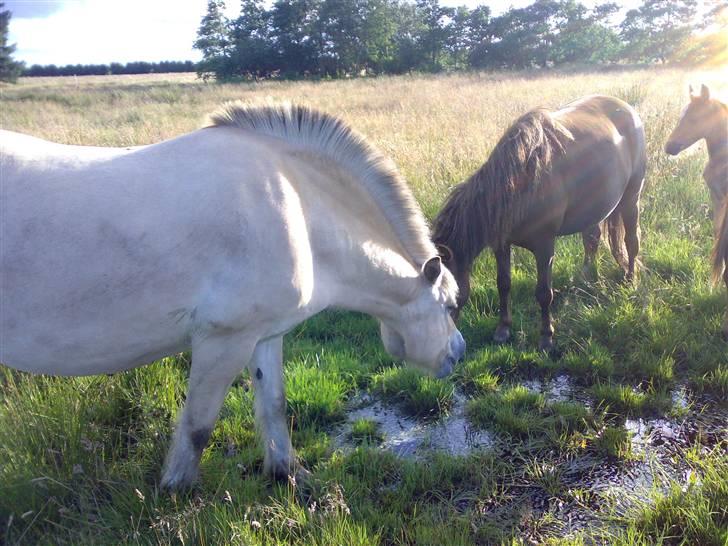 Fjordhest Skovvejens Andrea - Andrea og Fleur billede 7