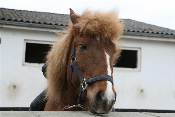Islænder Hervör frá Rödli SOLGT  billede 1