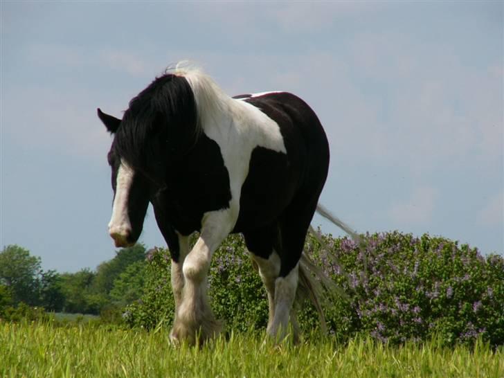 Irish Cob Zeus of The Irish Western art Ranch - På vej hjemad.. Dejlig dreng! billede 18