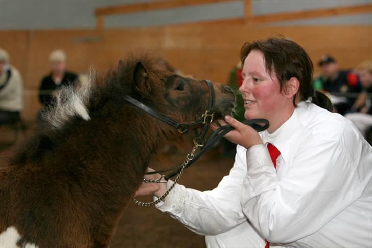 Shetlænder Ejstrups Annimace - Kys lige mor ;) Foto : kirsten Ellebæk billede 11