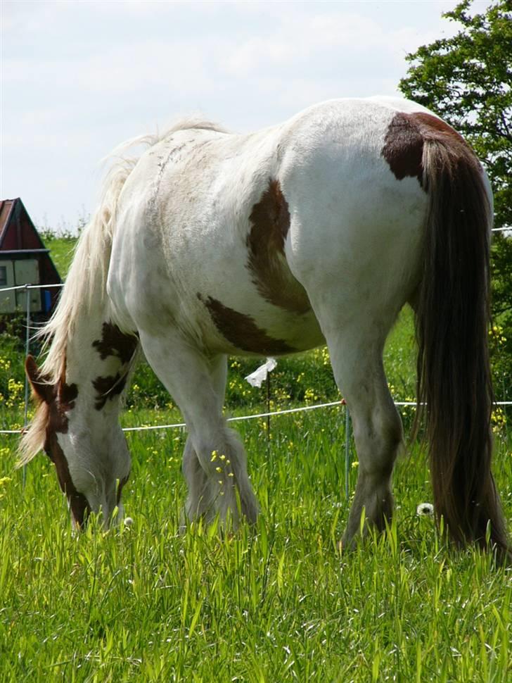 Irish Cob Hera of The Irish Western art Ranch - Taget d.14 maj 2008 billede 15