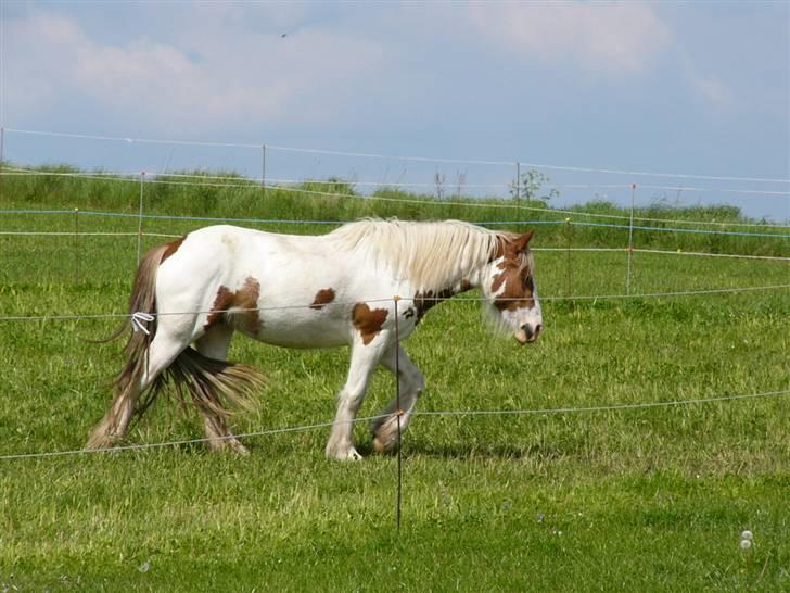Irish Cob Hera of The Irish Western art Ranch - Hera på vej hjemad i et rask tempo. billede 16
