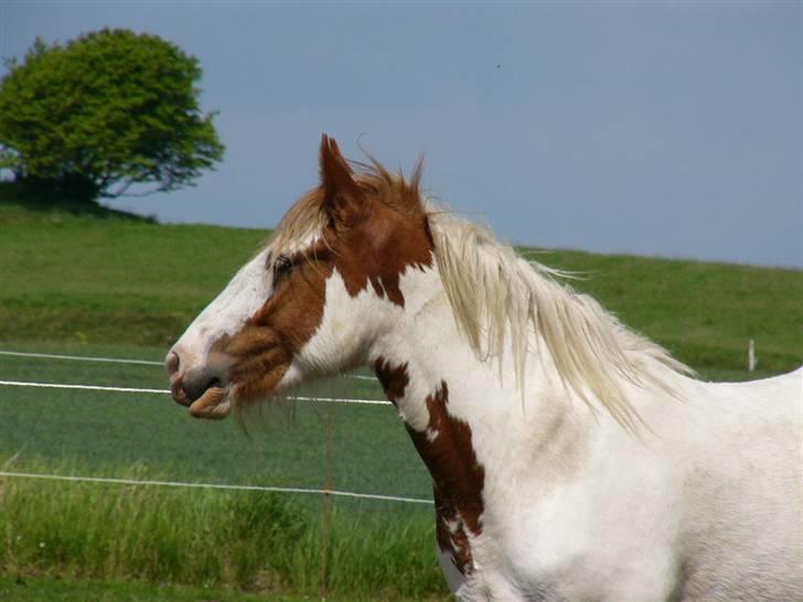 Irish Cob Hera of The Irish Western art Ranch - Hende flotte hovede.. Billedet er taget d.14 maj 2008 billede 17