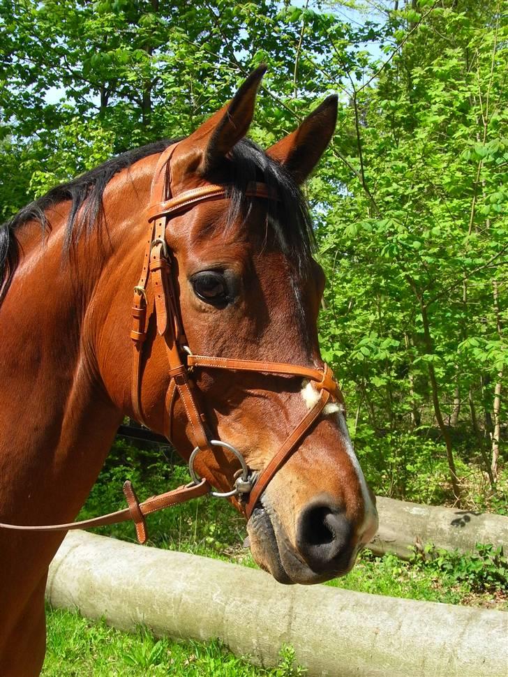 Fuldblod (XX) Honda - RIP. billede 16