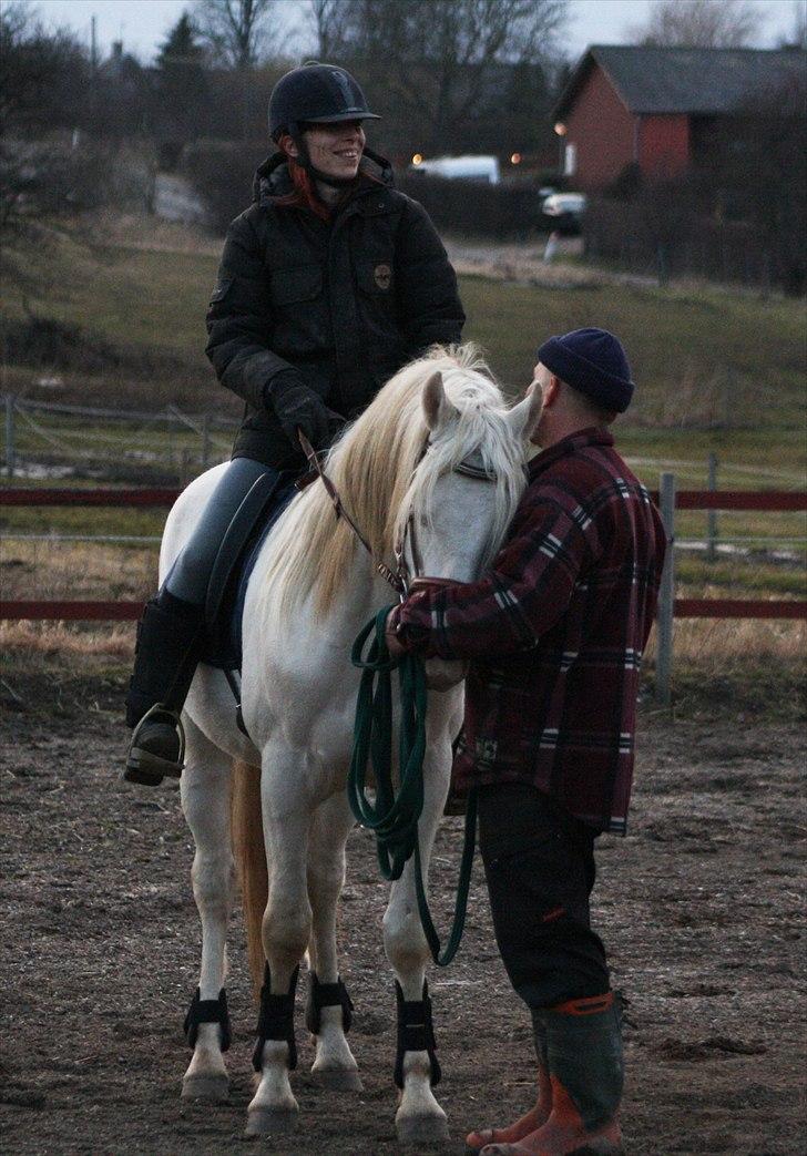 Palomino Mr. Blue Eyes billede 4