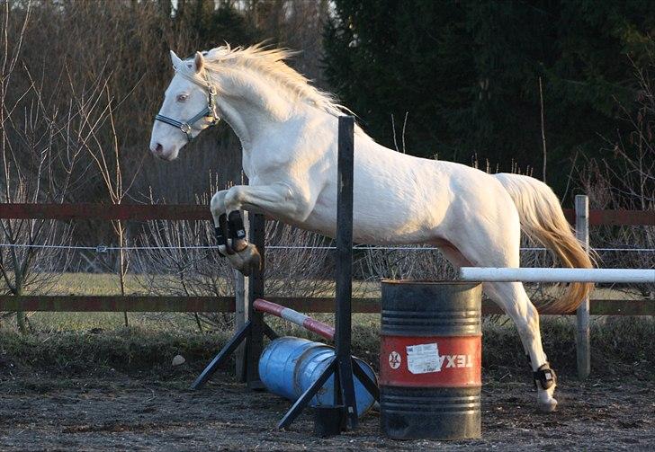 Palomino Mr. Blue Eyes billede 7