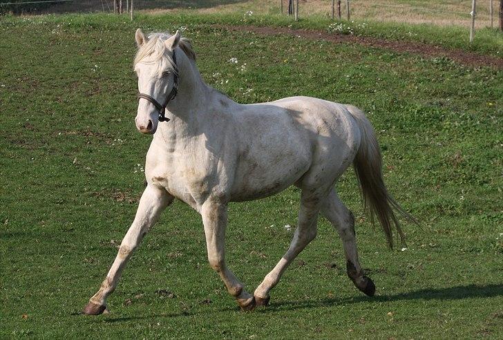 Palomino Mr. Blue Eyes billede 8