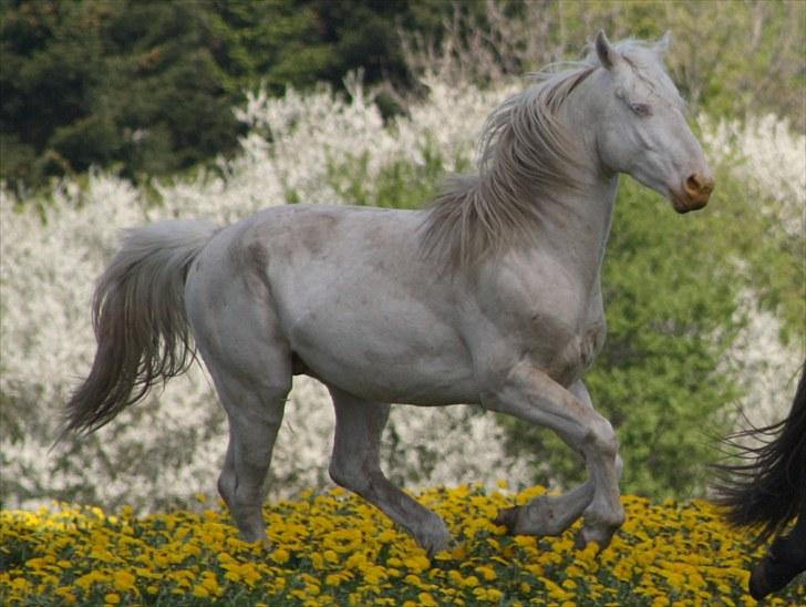 Palomino Mr. Blue Eyes billede 11