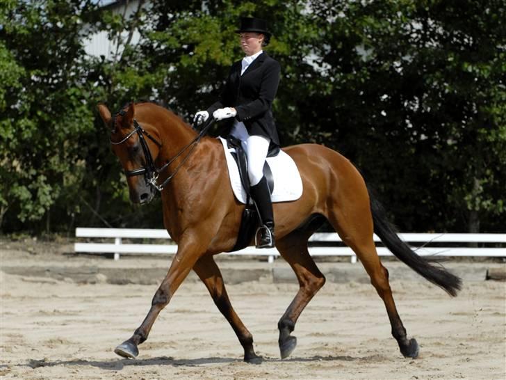 Dansk Varmblod Minos billede 7