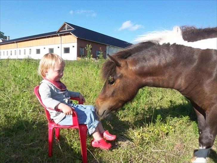 Shetlænder Ejstrups Annimace - Amia og Anni juni 2010 billede 12