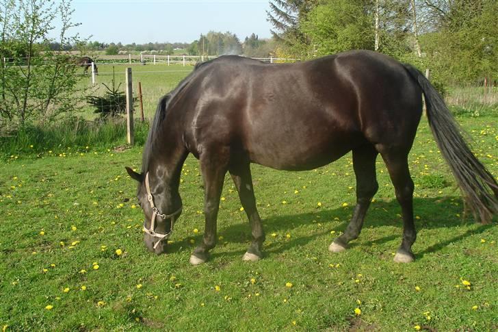 Anden særlig race stenvænge Elisabeth - Lizzys mave d.4 maj :) billede 6