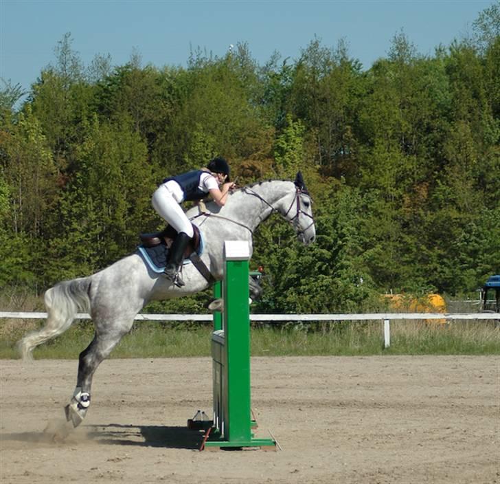 Tysk Oldenburger Cyro - Hedehusgården LB billede 10