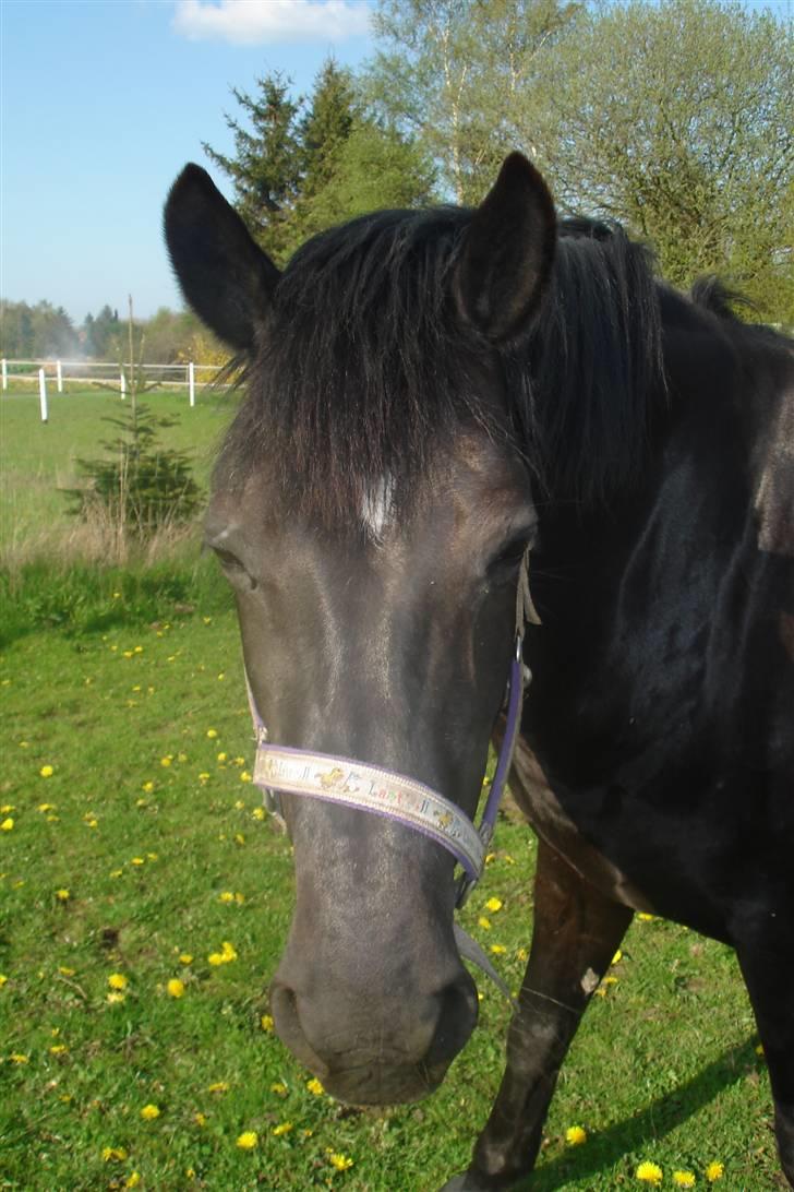 Anden særlig race stenvænge Elisabeth billede 8