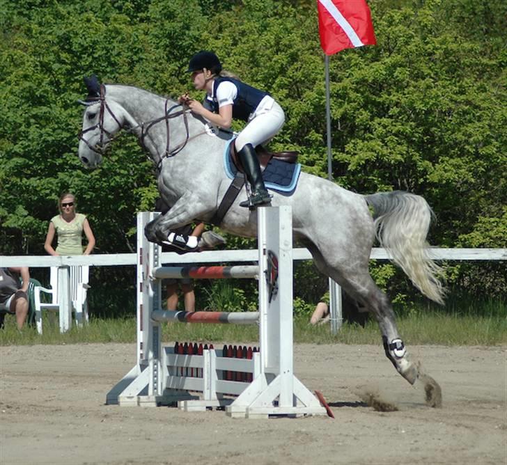 Tysk Oldenburger Cyro - Hedehusgården LA billede 11