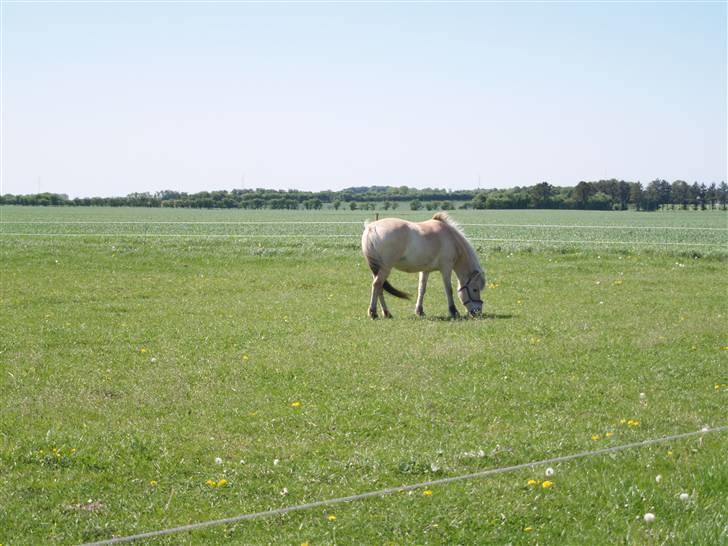 Fjordhest Leika - min madglade pony :D billede 2