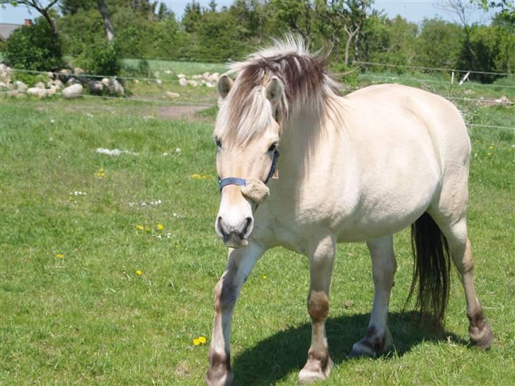 Fjordhest Leika - nårh. så kommer jeg da bare hen til dig billede 6