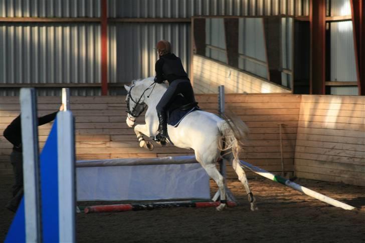 Knabstrupper Wickie - #9 billede 9