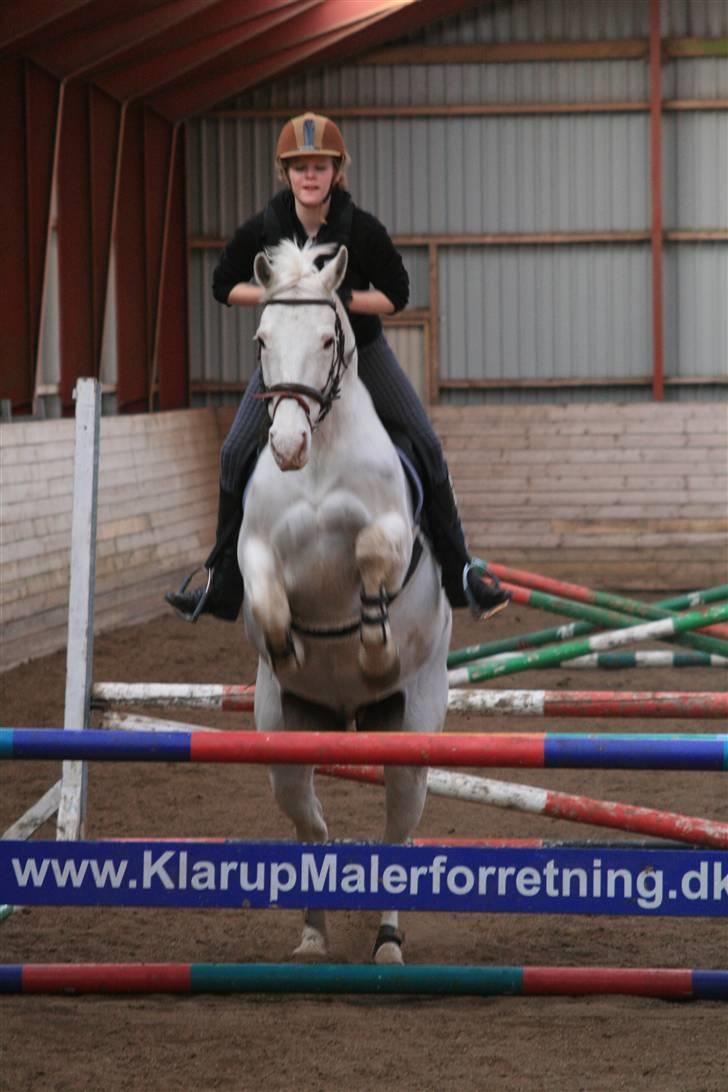 Knabstrupper Wickie - #10 billede 10