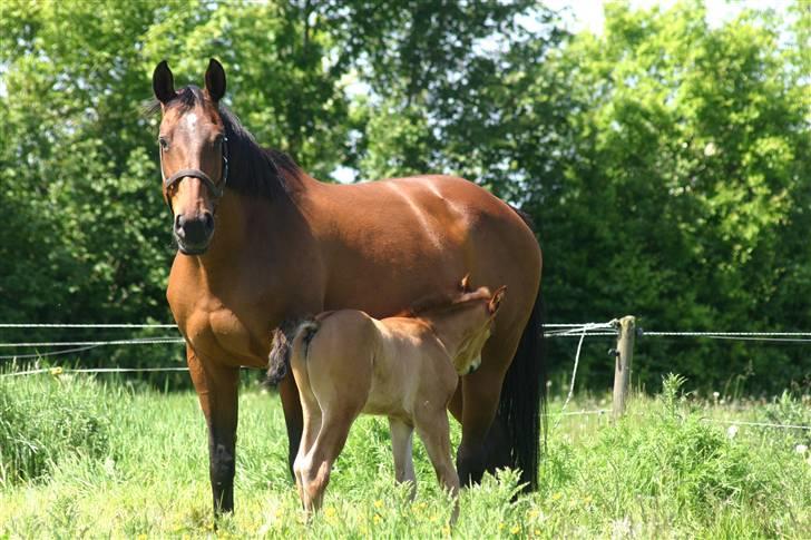 Dansk Varmblod Fiona - Fiona og Phantom på marken :) billede 3