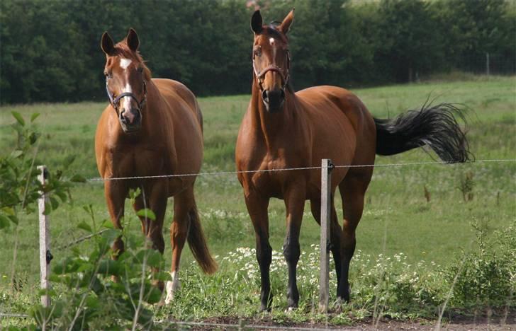 Dansk Varmblod Fiona - Molle og Fiona hygger sig på folden (He he Molle ser lige pludselig lille ud, selvom han næsten er 10cm højere :D) billede 4