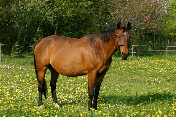 Dansk Varmblod Fiona - Så tyk var hun tre uger før foling :) billede 6