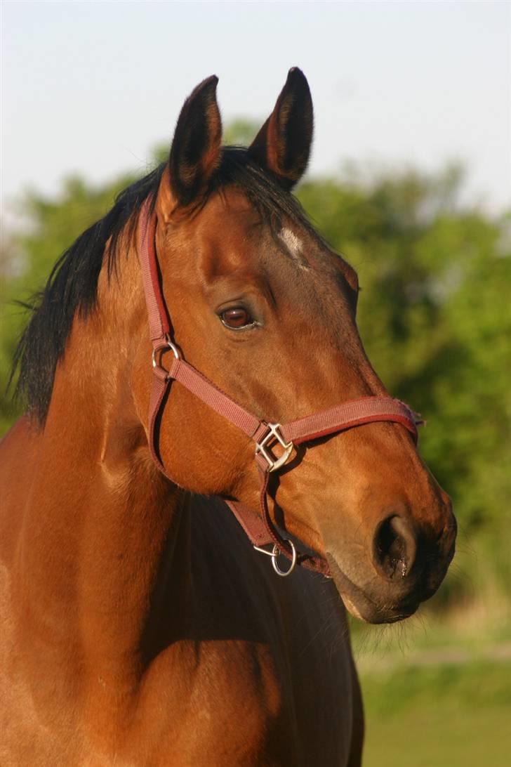 Dansk Varmblod Fiona - Er hun ikke smuk billede 7