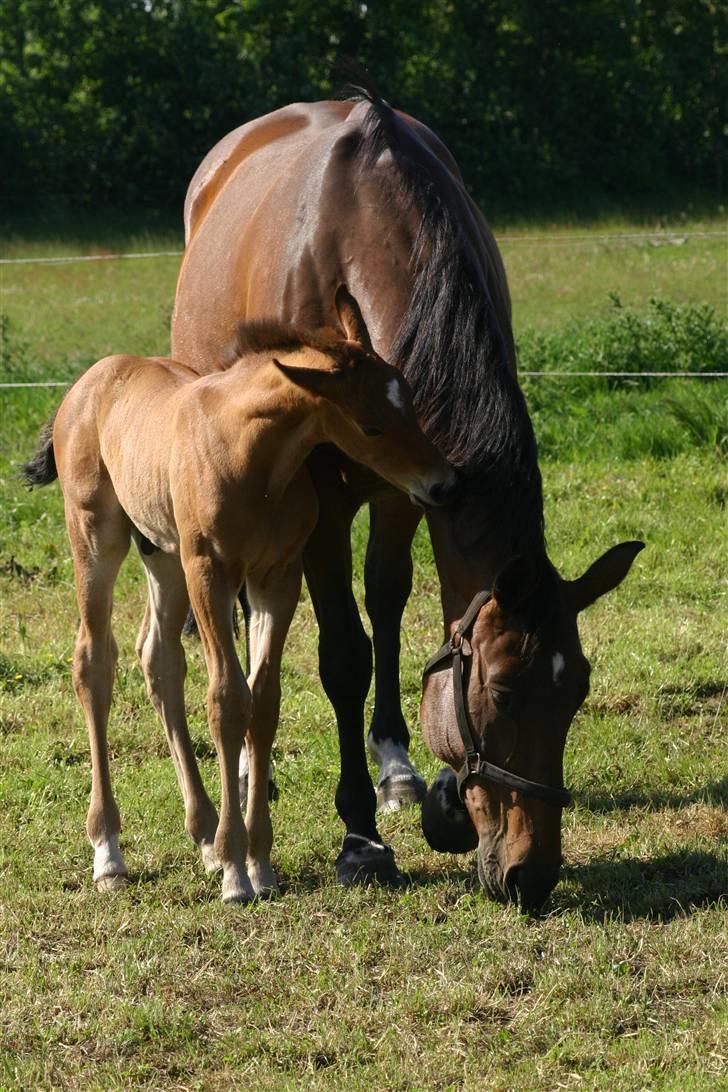 Dansk Varmblod Fiona - Phantom der vil lege lidt :) billede 8