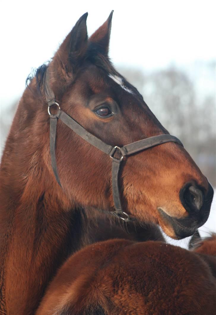 Dansk Varmblod Fiona - Sne-Fiona :) billede 9