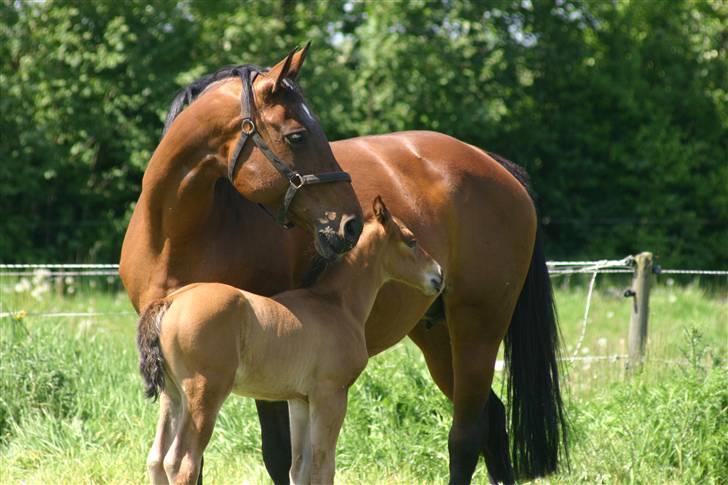 Dansk Varmblod Fiona - De to dejlige basser :) billede 10