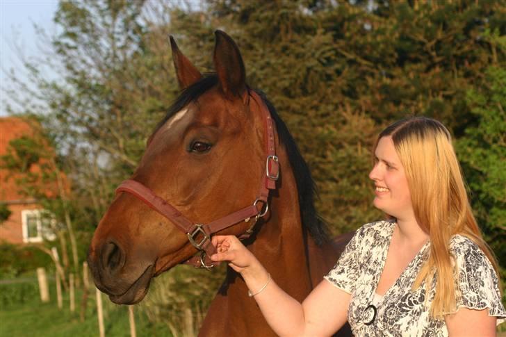 Dansk Varmblod Fiona - Alt er så nyt og spændende billede 1