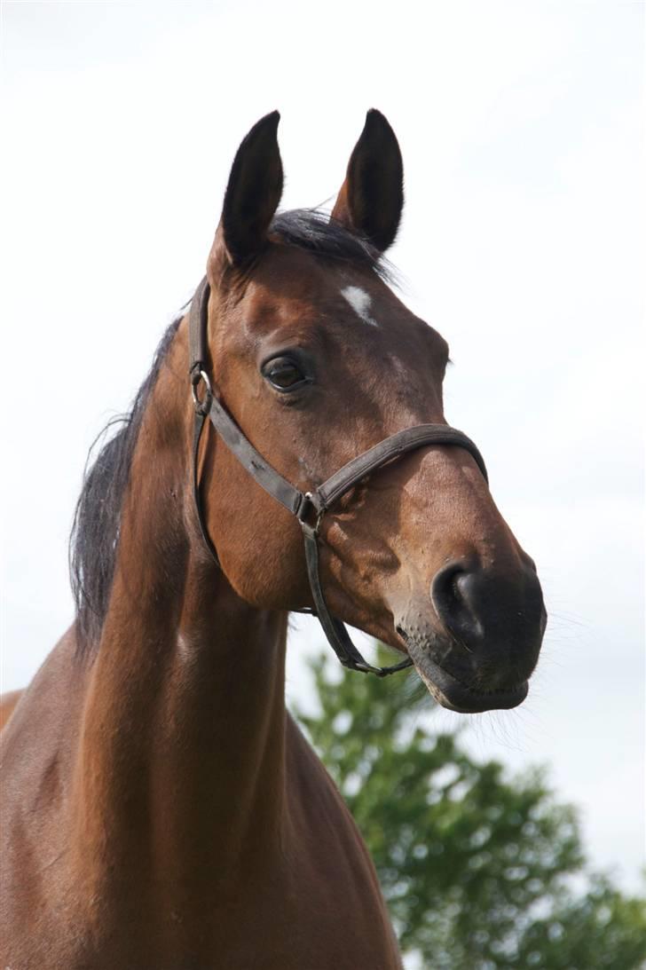 Dansk Varmblod Fiona - Den smukke pige på marken efter fødslen :) billede 11