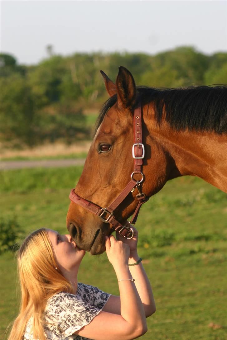 Dansk Varmblod Fiona - Mys igen billede 12