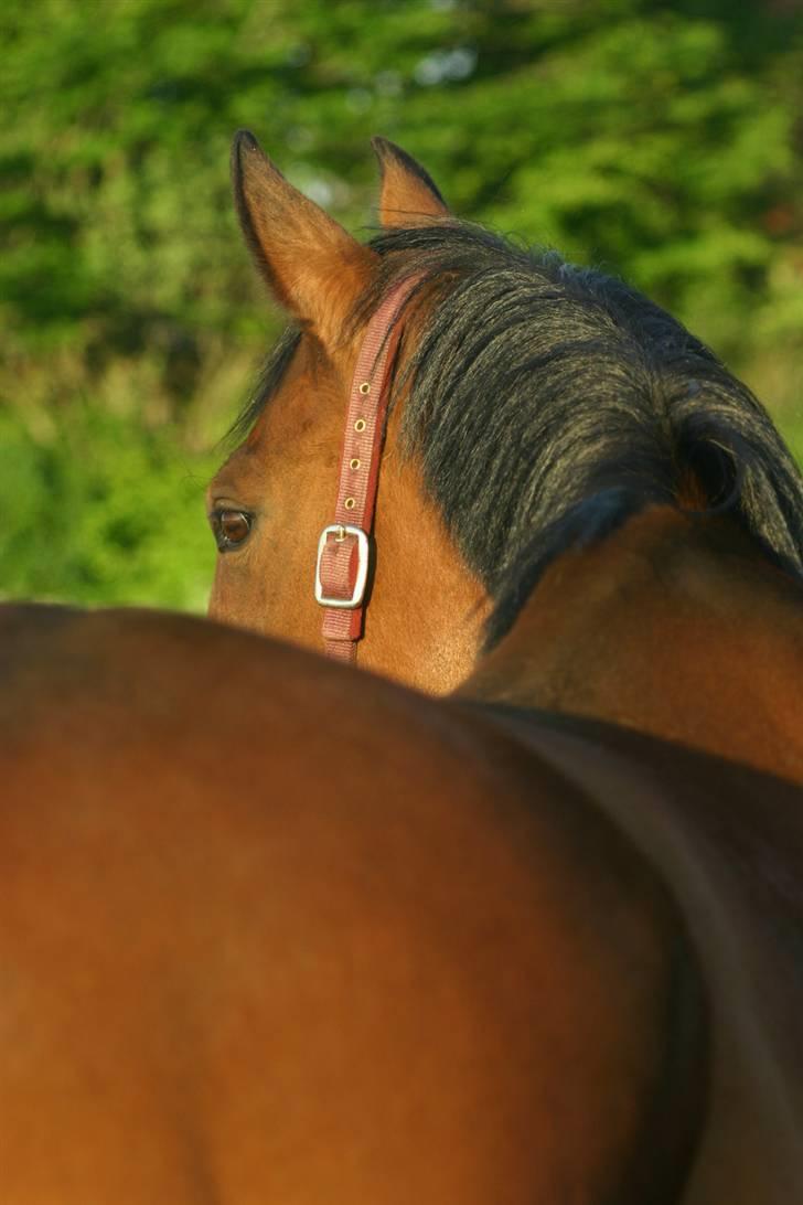 Dansk Varmblod Fiona - Dejligt billede billede 13