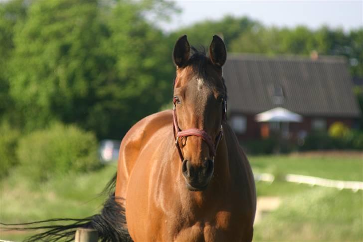 Dansk Varmblod Fiona - Hej med dig billede 14