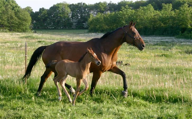 Dansk Varmblod Fiona - Lidt fart på, i aftensolen :) billede 15