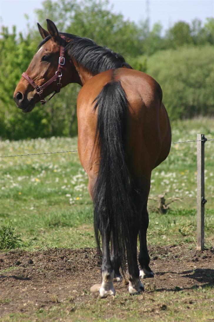 Dansk Varmblod Fiona - Igen i hel figur billede 16