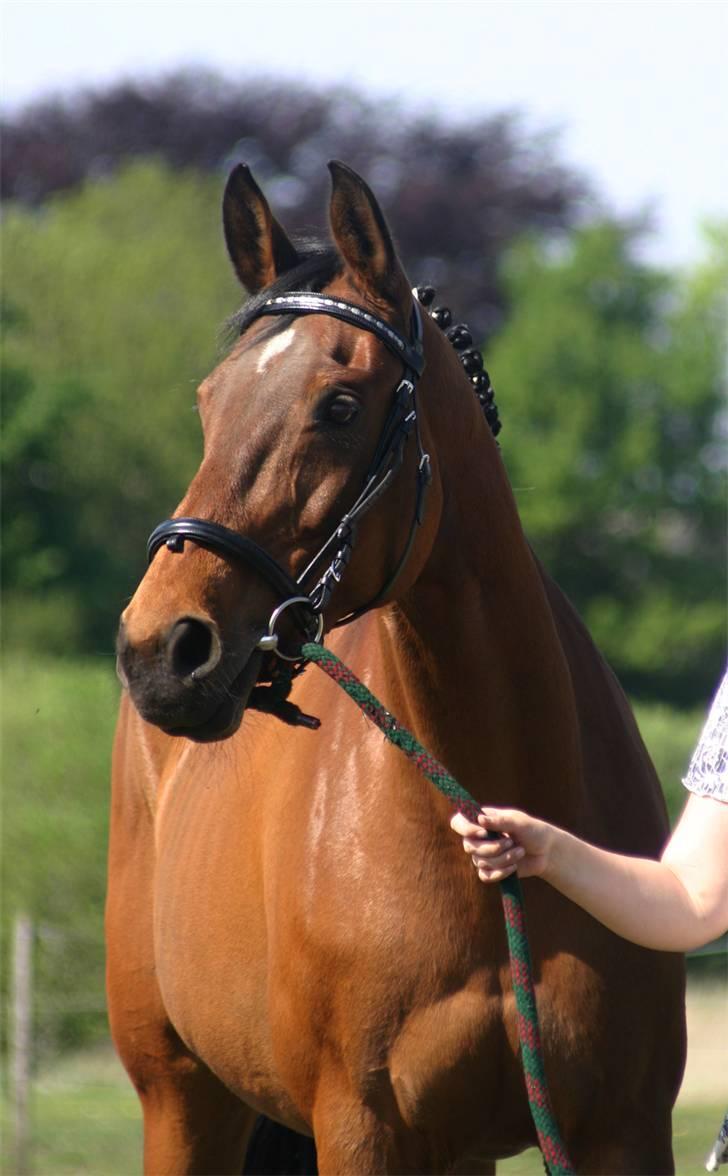 Dansk Varmblod Fiona - Med duller billede 18