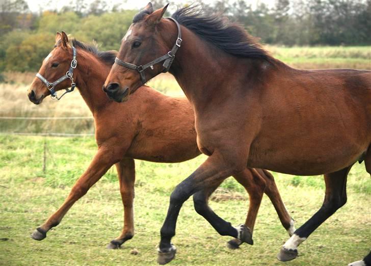 Dansk Varmblod Fiona - NYT: Mor og søn :) Lækkert billede af de skønne heste :) billede 19