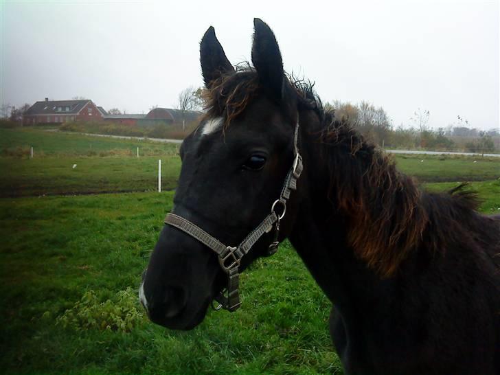 Frederiksborg Ravnholts blaze  (solgt) - han er bare SÅ smuk. billede 1