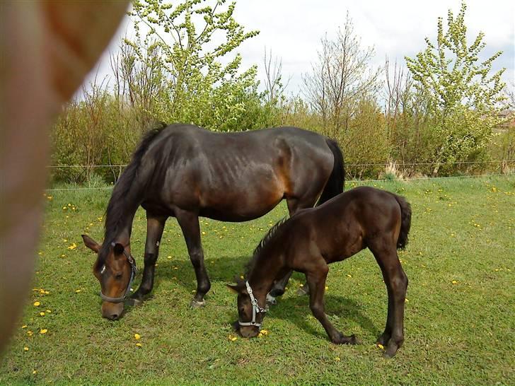 Frederiksborg Ravnholts blaze  (solgt) - hygge på fold billede 2